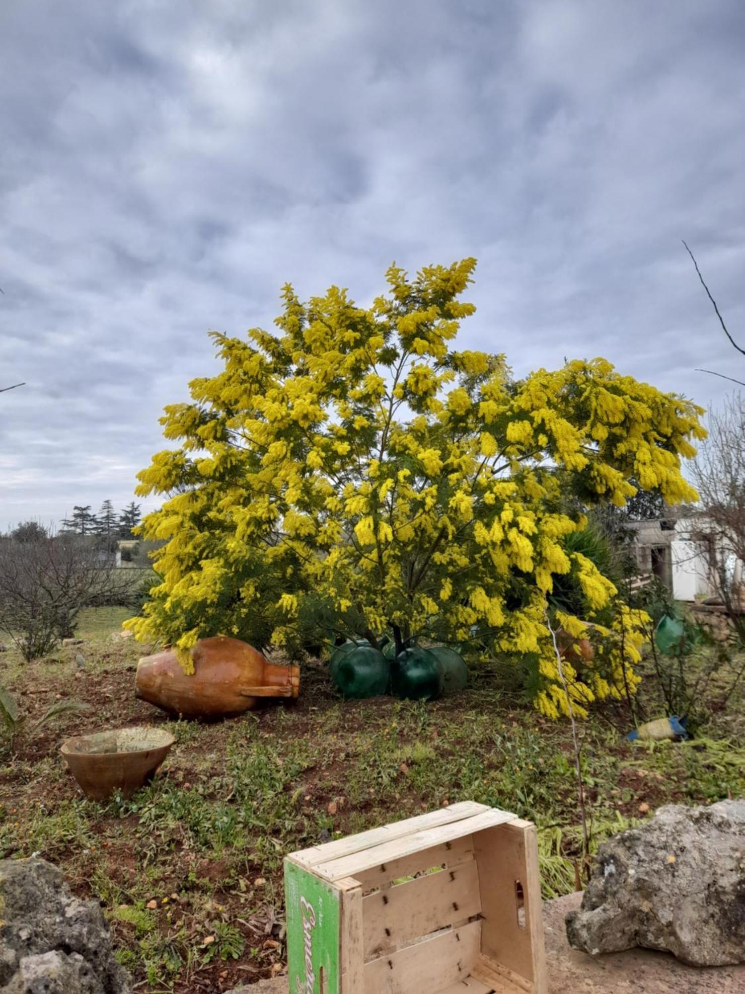 Appartamento Beltrullo Pietrevive Martina Franca Esterno foto